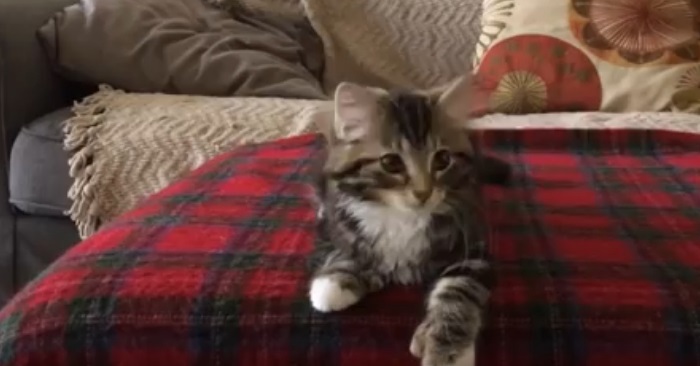 Eieren setter på den verdenskjente sangen. SE hvordan den søte kattungen reagerer da!