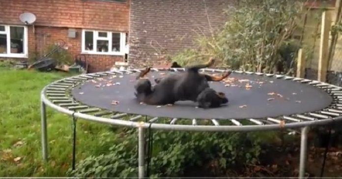 Hunden legger seg på trampolinen. Det neste som skjer tar nå hele internett med storm!