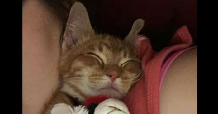 Den adopterte katten slutter ikke å skrike. Da tar eieren henne med til dyrehjemmet og oppdager den triste årsaken!