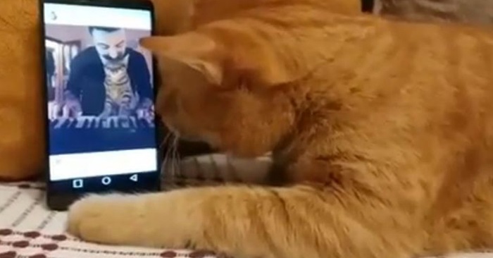 Den blinde katten hører favorittlåten sin på telefonen. Reaksjonen kommer til å smelte hjertet ditt!