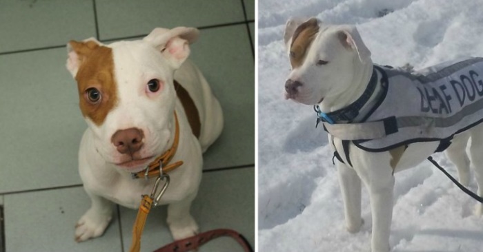 Den døve hunden ble omplassert 5 ganger før han fant et hjem. Se hvordan den nye eieren lærer han triks!