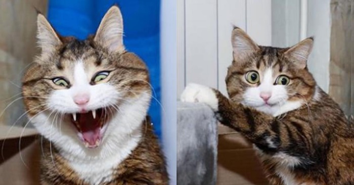 Katten er lam i bakbeina. Men det hindrer han ikke i å imponere hele internett med ferdighetene sine!