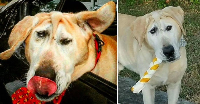 Hund med misformet ansikt ble dumpet av familien. Da dukker en engel opp og gjør det eneste riktige!