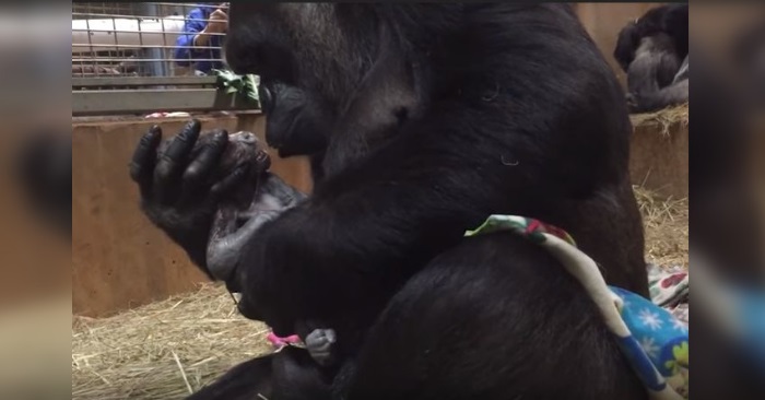 Gorillaen føder en liten baby. Det første hun gjør med ungen sin rører alle til tårer!