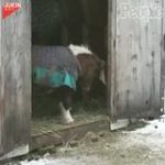Ponnien er redd for å gå ned det lille trinnet. Se det søte videoklippet som får alle til å le!