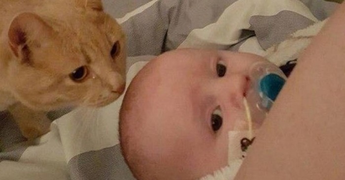 Babyen kommer hjem fra sykehuset etter operasjonen. Da gjør katten DETTE!