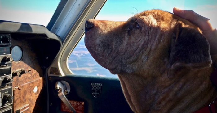 Den syke hunden måtte transporteres over 600 kilometer. Da tok denne ildsjelen på seg oppgaven!