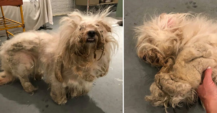 Hunden var «innestengt» i sin egen pels. Etter den store forvandlingen klarer han ikke å slutte å smile!