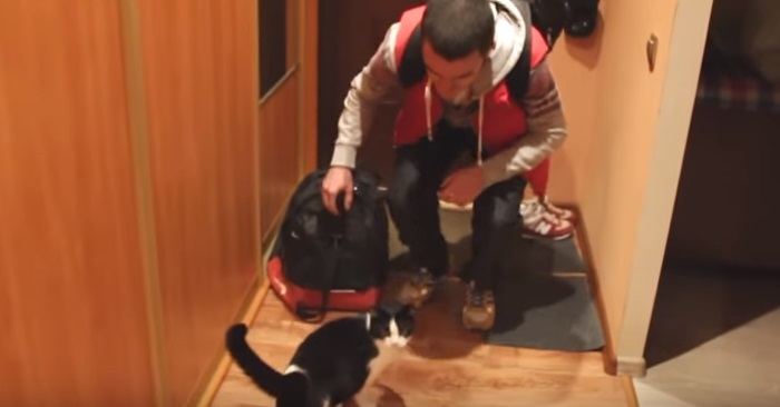 Katten har ikke sett eieren på over 20 dager. Se reaksjonen når han kommer hjem!