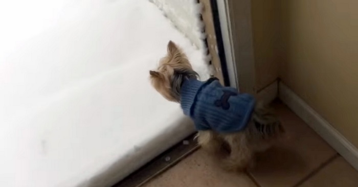 Hunden må ut, men ser at bakken er dekket av snø. Reaksjonen hennes er hysterisk!