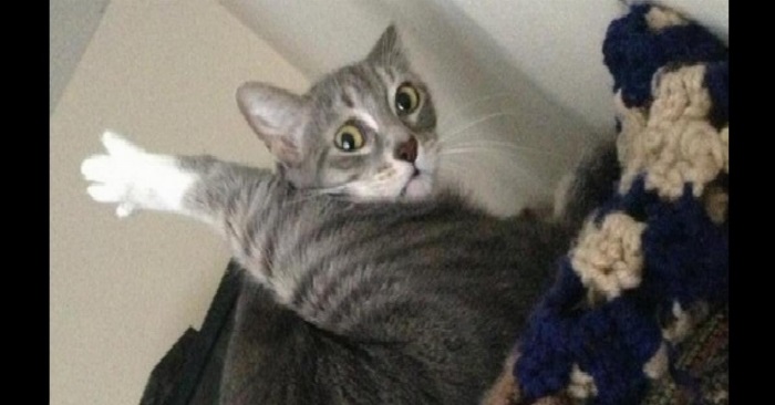 Disse 20 personene har forsøkt å fotografere katten sin. Med veldig varierende resultater!