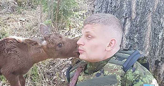 Elgkalven nærmer seg soldaten i skogen. Da innser han at den prøver å fortelle ham noe!