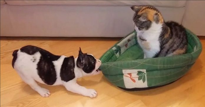 Hunden gjør et desperat forsøk på å få sengen sin tilbake. Kattens reaksjon? Jeg ler meg ihjel!