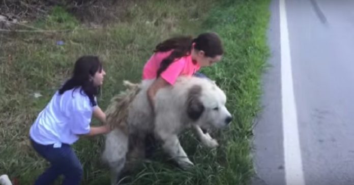 De fant den store hunden liggende i grøfta. Grunnen til at han lå der er hjerteknusende!