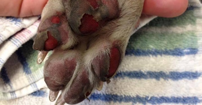Skal du gå tur med hunden? Dette er grunnen til at du alltid skal kjenne på asfalten først!