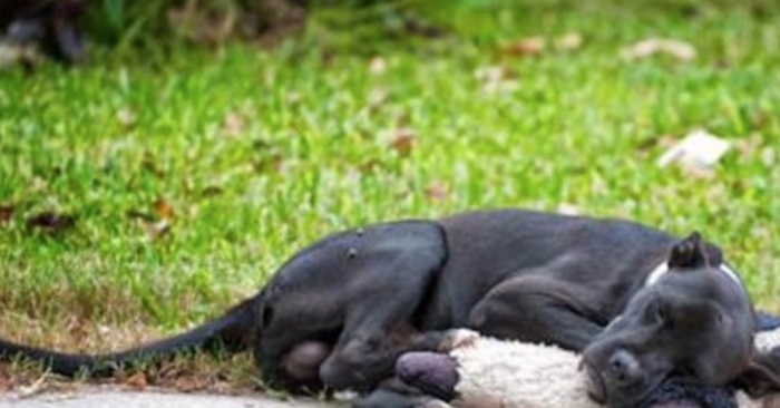 Hun finner en utmattet gatehund i veikanten. Det den holder rundt knuser hjertet hennes!