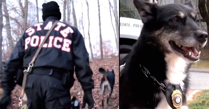 Politiet redder en «umulig» hund fra avlivning. 4 år senere smelter hjertet hans av det han finner i skogen!