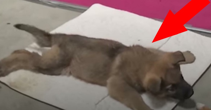 Veterinæren er i ferd med å avlive valpen. Da ser sjefen nærmere på potene hans og skriker «vent!»