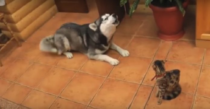 Disse hundene prøver bare å bli venn med kattene. Men da får de seg en overraskelse!