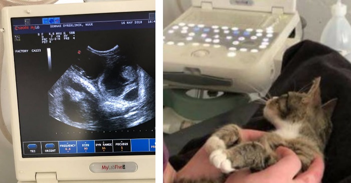 Katten får greie på at hun er gravid. Reaksjonen? Jeg ler så tårene triller!