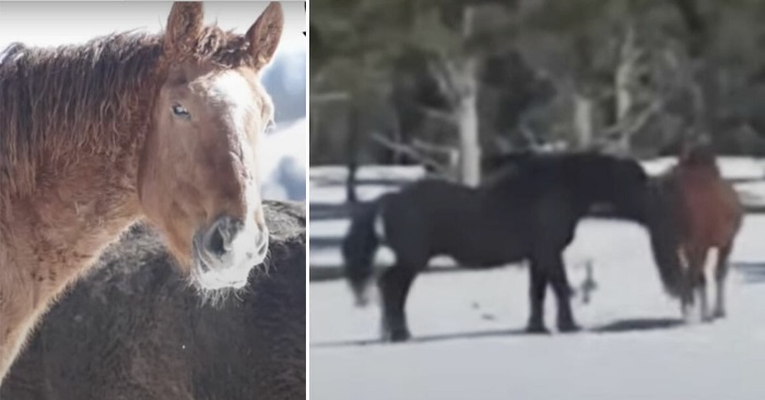 Hesten gjenforenes med sitt livs store kjærlighet. Så oppdager eieren at de har en hemmelighet!