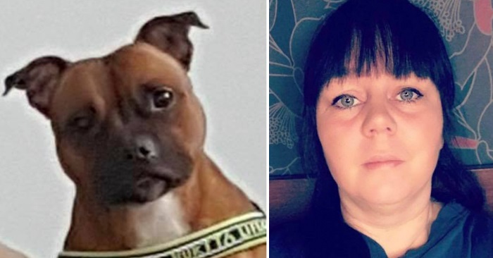Hunden Cleo ble kidnappet fra hjemmet sitt. Nå ber eieren Sofia om hjelp til å finne henne!