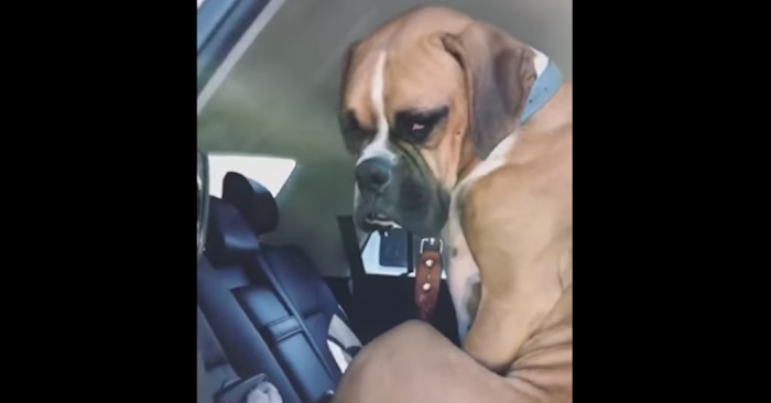 Eieren ber hunden om å sette seg i bilen. Hundens svar får alle til å bryte ut i latter!