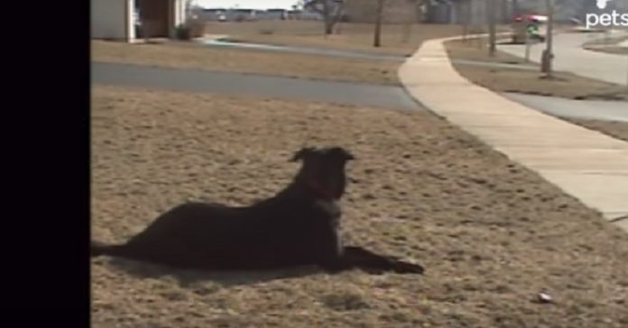 Hunden ligger på gresset og venter. Men SE hvordan han reagerer når bestevennen kommer hjem!