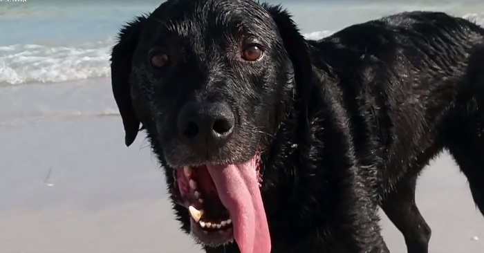 Labradoren tok seg en dukkert i havet. Tre dager senere måtte eieren avlive ham!