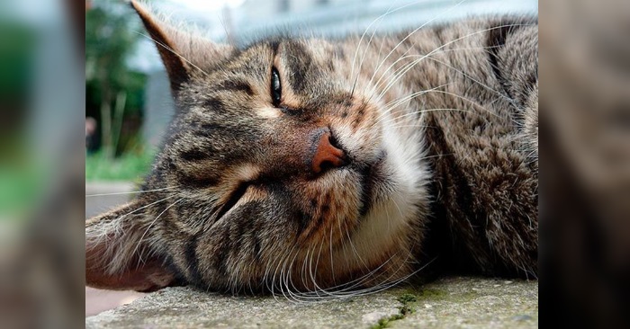 Pass på katten din i sommervarmen. Slik unngår du at den får heteslag!
