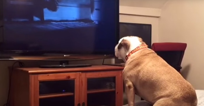 Hunden sitter og ser skrekkfilm med familien. Men SE hva som skjer da!