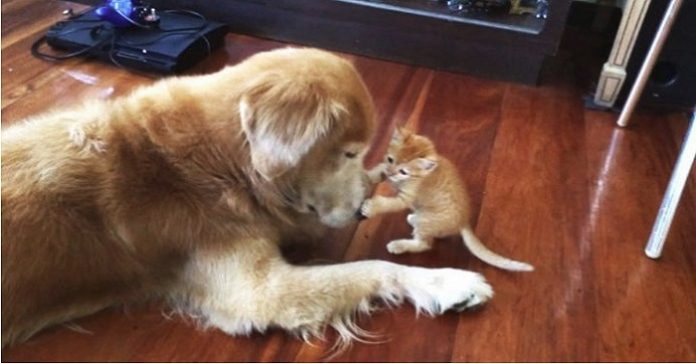 Hunden hilser på familiens nye kattunge. Og det er kjærlighet ved første øyekast!