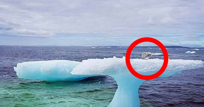 Fiskeren ser et dyr som er strandet på et isflak. Når han ser hva det er kan han ikke tro sine egne øyne!