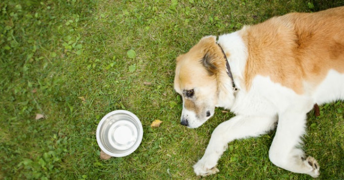 Den friske hunden døde plutselig av heteslag. Her er symptomene alle hundeeiere må se etter!