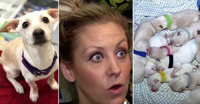 Den gravide chihuahuaen begynner å føde. Men etter den 10. valpen innser eieren hvor feil veterinæren tok!
