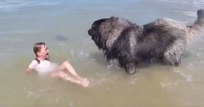 Den gigantiske hunden tror jenta er i ferd med å drukne. SE hva han gjør da!