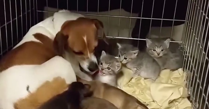 De nyfødte kattungene ble dumpet på gaten. Da gjør denne hjemløse hunden noe fantastisk!