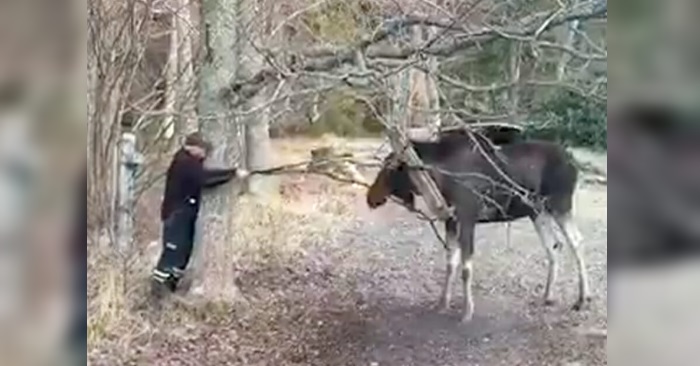 Leif skulla bare gå seg en tur i skogen. Da møtte han plutselig en 200 kilo tung elg i nød!
