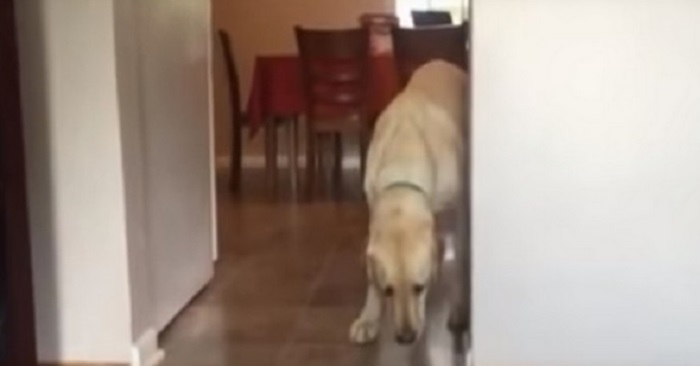 Hunden tør ikke å gå inn i stuen. Men se den kreative løsningen han finner da!