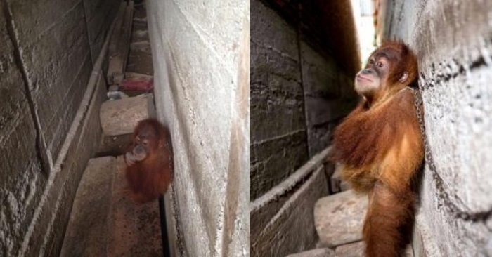 Orangutangen satt fastlenket i over et år. Så dukket de reddende englene opp!