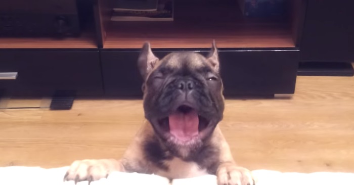 30 ganger fikk hunden beskjed om å ikke hoppe opp i sofaen. Men den 31. gangen fikk hun nok!