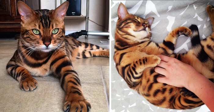 Dette er bengalkatten Thor. Som tar hele internett med storm med den utrolig vakre pelsen sin!