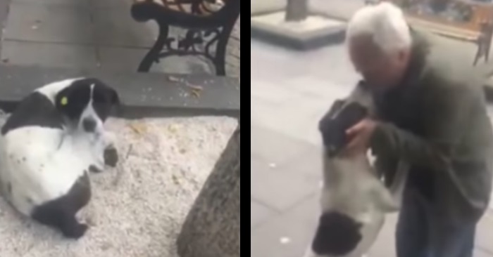 Hunden hadde vært borte fra eieren i 3 år. Men så nå når han hører en kjent stemme på gata!