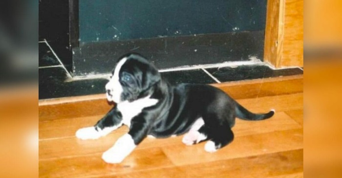 Paret adopterte en liten valp. Så innser de den GIGANTISKE feilen de har gjort!