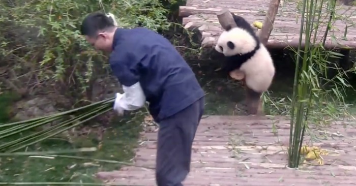 Dyrepasseren prøver bare å rydde i buret. Men se på den lille pandaens fantastiske reaksjon!