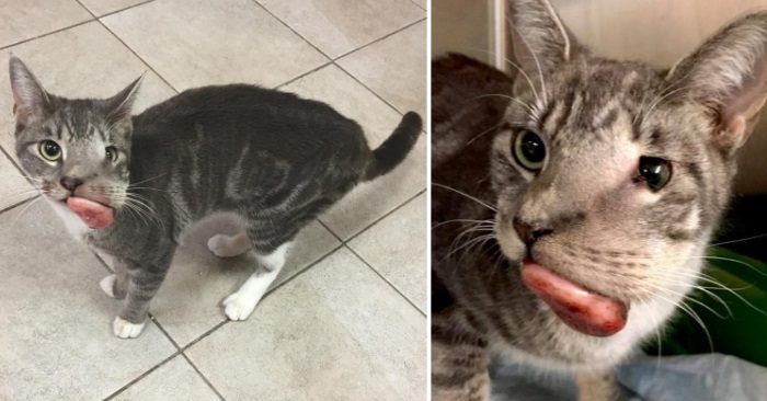 Ingen ville ha katten med den store svulsten. Men se den utrolige fovandlingen den gjennomgikk!
