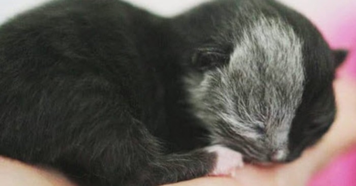 Denne katten ble født med 2 ansikter. Men vokste opp og ble en av de søteste kattene vi har sett!