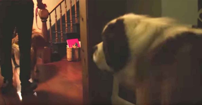 Den gigantiske hunden hadde aldri hatt et ordentlig hjem før nå. SE nå når han ser seg rundt i huset!