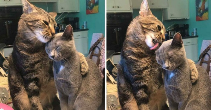 Den hjemløse katten hadde aldri følt kjærlighet. Men nå har han møtt sin bestevenn – og de er uatskillelige!