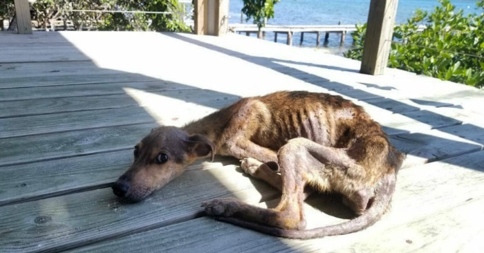 Den utsultede hunden var strandet på en øde øy. Men SE hvem som plutselig dukker opp!